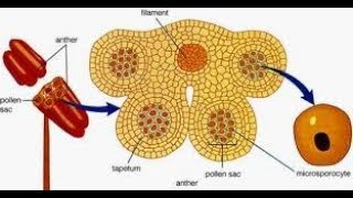 Tapetum  Types and its functions [upl. by Ecidnacal]