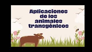 Técnicas transgénesis en la actualidad sobre clonación pecuaria [upl. by Janeva]