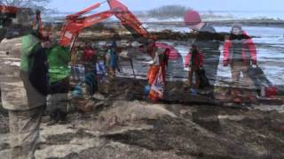 Cuviers Beaked Whale Whalebone Recovery [upl. by Eynaffit]