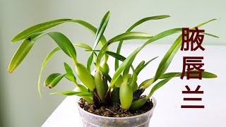 Maxillaria tenuifolia and Maxillaria variabilis 腋唇兰 [upl. by Adnalram100]