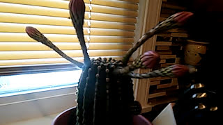 Cactus Blooming Time Lapse [upl. by Buonomo]