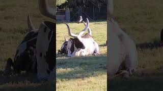 Amazing Massive Watusi Cattle So Cool nature [upl. by Grosmark256]