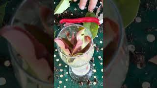 Bouturer du photinia red robin conseil astuce tutorial bouture photinia naturelove plante [upl. by Charlotta]