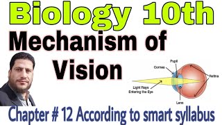 Class 10th Biology Mechanism of vision [upl. by Nerin]