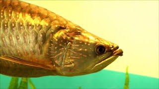 DIY  Arowana Food Recipe [upl. by Nerrot]