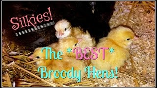 The BEST Broody Hen for Your Farmstead [upl. by Bell]