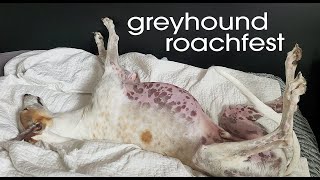 Ozzys Daily Roaching greyhound dog [upl. by Lull]