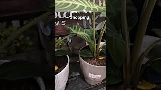 Lowes Plant Shopping  Carnivore Hoya and more [upl. by Nairim]