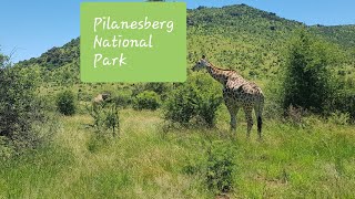 Pilanesberg National Park  Day Tour 2019 [upl. by Nyladnewg]