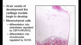 Embryology Limb Development [upl. by Lemmor693]