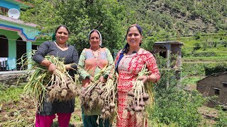 सबने मिलकर किया किचन गार्डन का काम  Pahadi Lifestyle Vlog  Priyanka Yogi Tiwari [upl. by Strander]