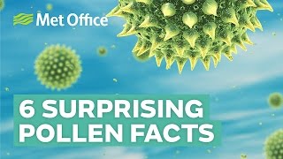 6 Surprising facts about pollen [upl. by Elconin]