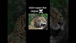 Big cat roar part 1 viralvideo youtubeshorts [upl. by Trueblood]