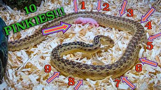 Gopher Snake Eats 10 Pinkies Mice WARNING LIVE FEED [upl. by Amadas]