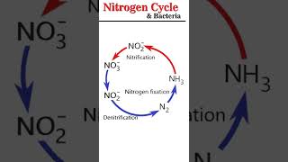 Nitrogen Cycle amp Bacteria microbiology [upl. by Vere]