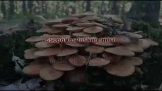 gombavideo Csoportos tuskógomba  Törzsökgomba  Armillaria tabescens  Ringless Honey Fungus [upl. by Annaeerb963]