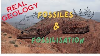 Fossiles et fossilisation [upl. by Zoila]