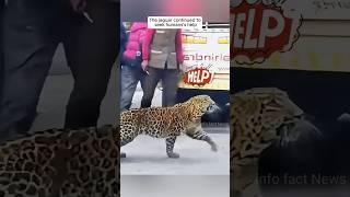 Jaguar इन लोगो पर हमला क्यों कर रहा हैं 🤔🤯 By info fact News [upl. by Eltsyek]