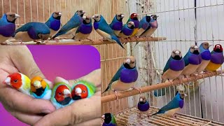 10 Most Beautiful Birds In The World Finch Bird Aviary In Bangladesh  Colourful Finch Birds Video [upl. by Zulch795]