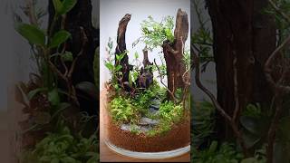 Closed terrarium with aquatic plants [upl. by Worra]