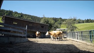 Auslaufstall  ein neues Stallsystem für kleine Milchviehbetriebe [upl. by Zippora]