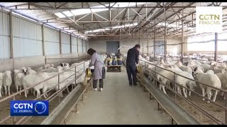 Lélevage de moutons augmente les revenus des villageois dans le Shanxi [upl. by Daphne]