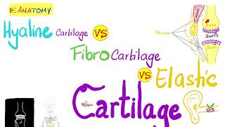 Hyaline vs Fibrocartilage vs Elastic CartilageComparisonTypes of cartilage  Anatomy 💀 [upl. by Guinn]