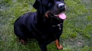 Huge German Rottweiler 140 Lbs [upl. by Hershel]