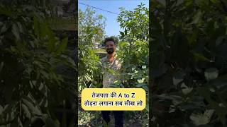 एक बार घर में तेजपत्ता लगा के देखो growing and gardening bayleaf tejpatta kitchengarden [upl. by Heuser]