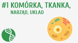 Komórka tkanka narząd układ 1  Homeostaza [upl. by Bussy]