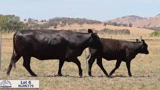 Lot 6 NLRN779 Reiland Female Sale 2023 [upl. by Aschim929]