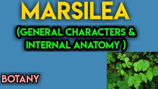 marsilea general charactersmarsilea morphologymarsilea anatomymarsilea in hindi [upl. by Artimas908]