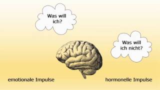 Das limbische System [upl. by Yelda]