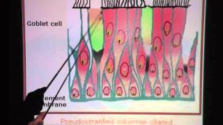 Pseudostratified Ciliated Columnar Epithelium [upl. by Akirdna]