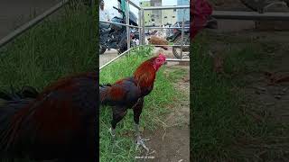 Fighter Murga shorts viral trending animals cat dog petsvloging birds aseelmurga chicken [upl. by Weissmann]