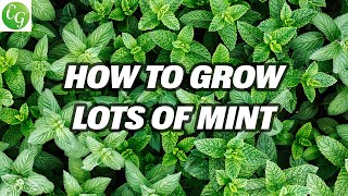 Mint Mastery Grow Abundant Mint Varieties Easily  Complete Herb Garden Guide [upl. by Bloomer839]