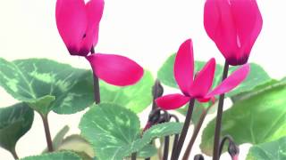 Blooming Cyclamen TimeLapse [upl. by Danita]