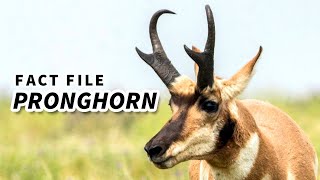 Pronghorn Facts the American quotAntelopequot 🦌 Animal Fact Files [upl. by Rosenblatt549]