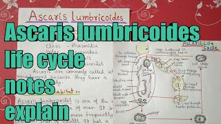 Ascaris lumbricoides full life cycle notes explain in hindi [upl. by Paley733]