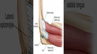 Anatomy Extensor Carpi Radialis Brevis ECRB shorts [upl. by Enitnemelc]