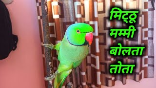 Indian parrot talking  Bolne wala parrot  Pattu Parrot talking  ⁠◠⁠‿⁠・⁠ [upl. by Ennair]