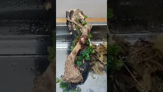 Ficus Quercifolia  Anubias Simple and Easy Terrarium relaxing terrarium [upl. by Gnad331]