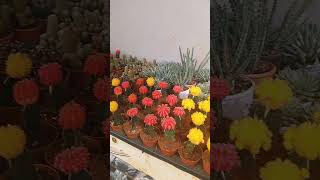 Mammillaria cactus propagation  🌿 Gymnocalycium mihanovichii [upl. by Assyl]