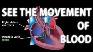 The Pathway of Blood Flow Through the Heart Animation [upl. by Benilda881]