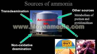 CATABOLISM OF AMINO ACIDS [upl. by Ayrb]