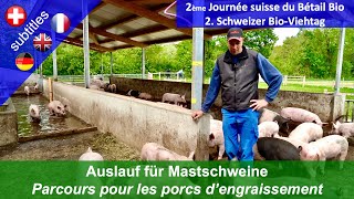 Auslaufgestaltung bei Mastschweinen [upl. by Cerf169]