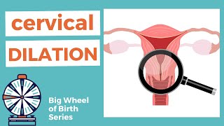 DILATION of cervix  what does cervical dilation mean [upl. by Brenda]