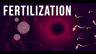 WHAT IS FERTILIZATION [upl. by Anialad95]