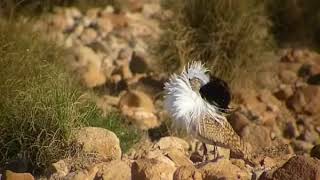 Houbara bustard display [upl. by Malachi]