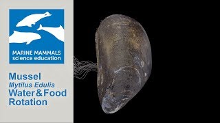 3D Mussel Mytilus Edulis Water and Food Rotation [upl. by Hodess]